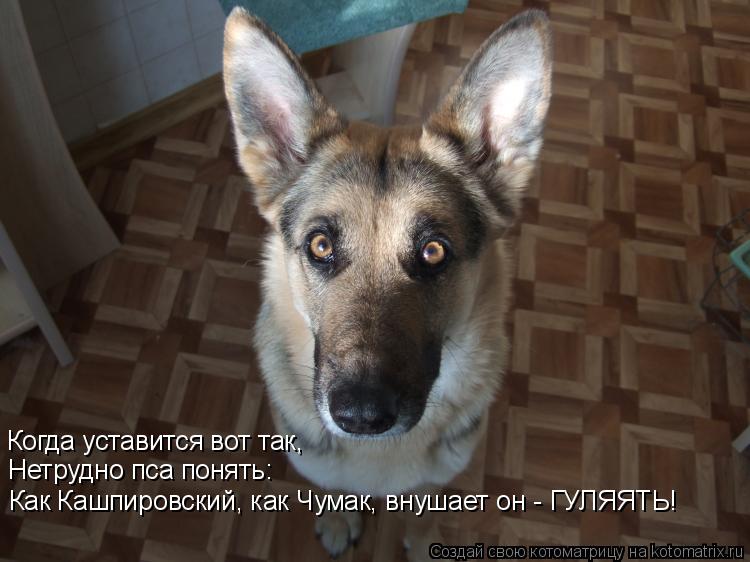 Когда уставится вот так, Нетрудно пса понять: Как Кашпировский, как Чумак, внушает он - ГУЛЯЯТЬ!... Котоматрица: Когда уставится вот так, Нетрудно пса понять: Как Кашпировский, как Чумак, внушает он - ГУЛЯЯТЬ!