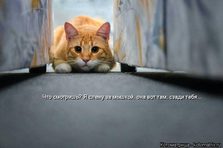 Что смотришь? Я слежу за мышкой, она вот там, сзади тебя...... Котоматрица: Что смотришь? Я слежу за мышкой, она вот там, сзади тебя...