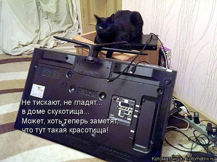 Не тискают, не гладят... в доме скукотища... Может, хоть теперь заметят, что тут такая красотища!... Котоматрица: Не тискают, не гладят... в доме скукотища... Может, хоть теперь заметят, что тут такая красотища!