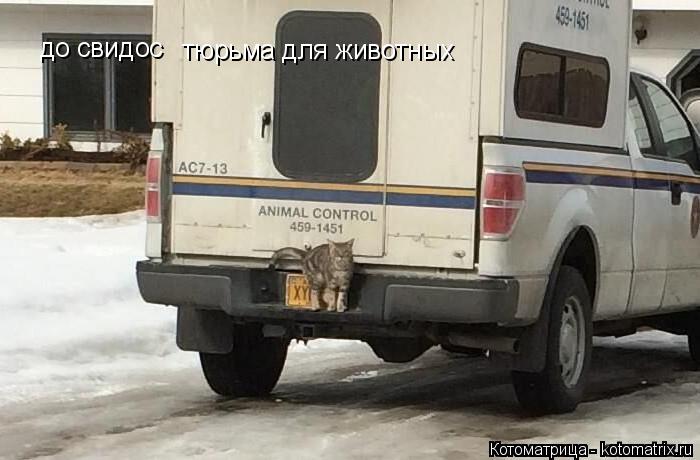 до свидос тюрьма для животных... Котоматрица: до свидос тюрьма для животных