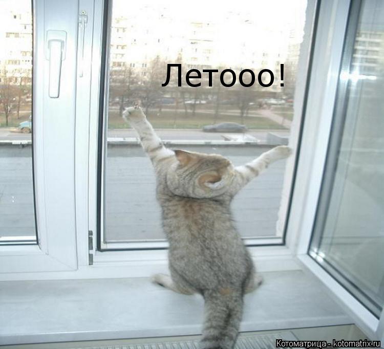 Летооо!... Котоматрица: Летооо!
