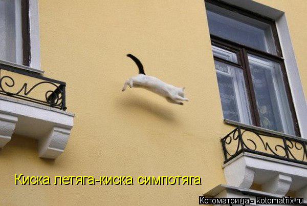 Киска летяга-киска симпотяга... Котоматрица: Киска летяга-киска симпотяга