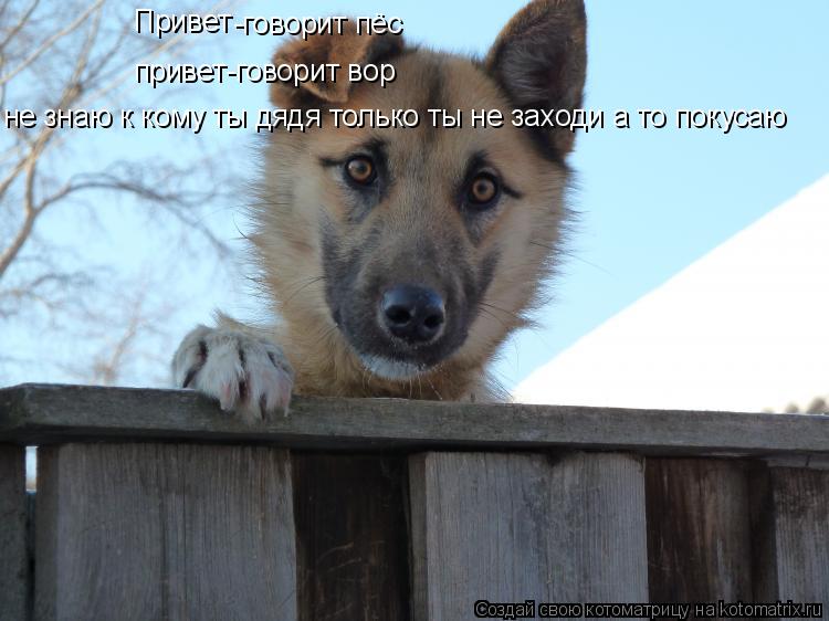 Привет -говорит пёс привет-говорит вор не знаю к кому ты дядя только ты не заходи а то покусаю... Котоматрица: Привет -говорит пёс привет-говорит вор не знаю к кому ты дядя только ты не заходи а то покусаю