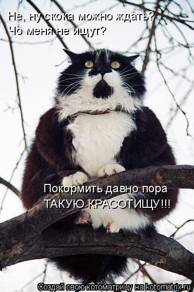 Не, ну скока можно ждать? Чо меня не ищут? Покормить давно пора ТАКУЮ КРАСОТИЩУ!!!... Котоматрица: Не, ну скока можно ждать? Чо меня не ищут? Покормить давно пора ТАКУЮ КРАСОТИЩУ!!!