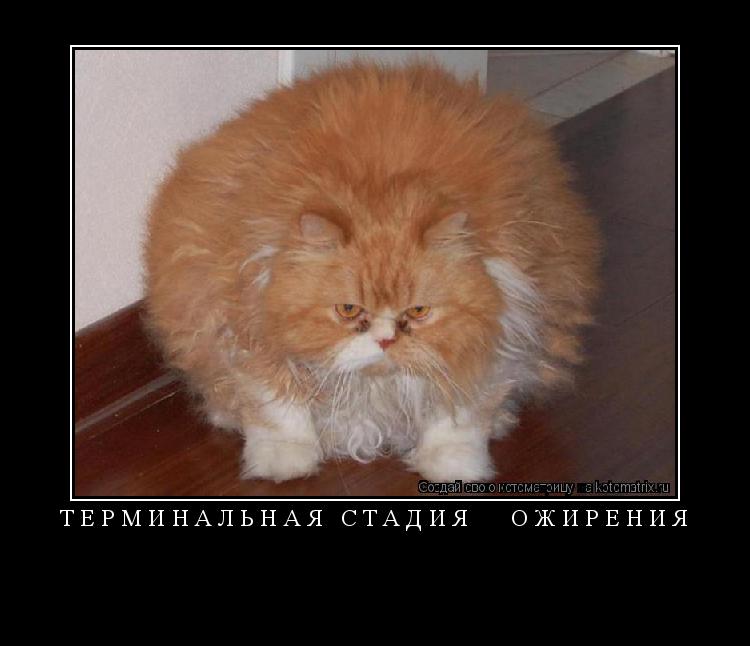 ТЕРМИНАЛЬНАЯ СТАДИЯ ОЖИРЕНИЯ ... Котоматрица: ТЕРМИНАЛЬНАЯ СТАДИЯ ОЖИРЕНИЯ