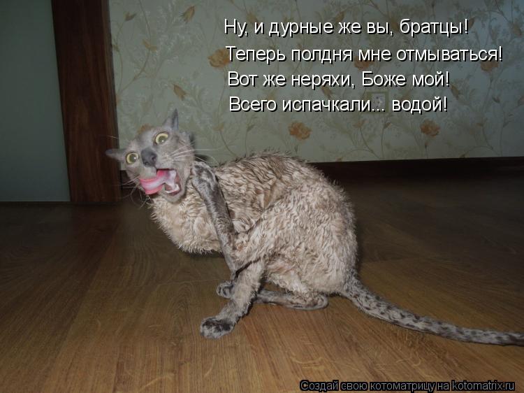 Ну, и дурные же вы, братцы! Теперь полдня мне отмываться! Вот же неряхи, Боже мой! Всего испачкали...... Котоматрица: Ну, и дурные же вы, братцы! Теперь полдня мне отмываться! Вот же неряхи, Боже мой! Всего испачкали... водой!