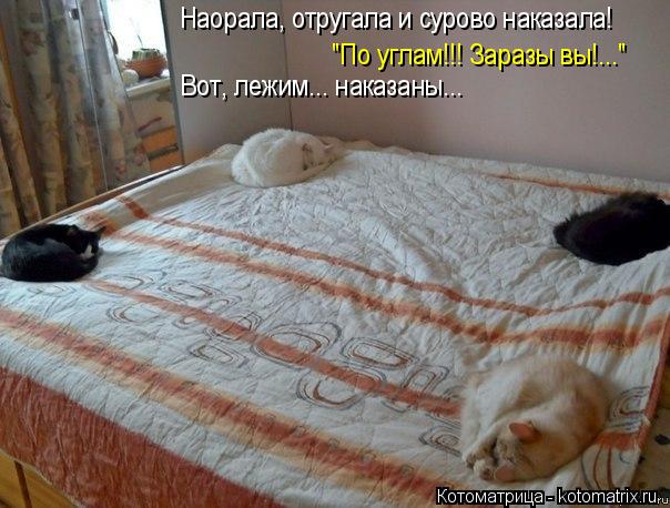 "По углам!!! Заразы вы!..." Вот, лежим... наказаны... Наорала, отругала и сурово наказала!... Котоматрица: "По углам!!! Заразы вы!..." Вот, лежим... наказаны... Наорала, отругала и сурово наказала!