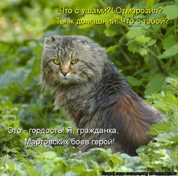 Что с ушами?! Отморозил? Ты ж домашний! Что с тобой? Это - гордость! Я, гражданка, Мартовских боев ге... Котоматрица: Что с ушами?! Отморозил? Ты ж домашний! Что с тобой? Это - гордость! Я, гражданка, Мартовских боев герой!