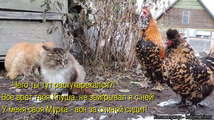 Чего ты тут раскукарекался?! Все врет твоя Клуша, не заигрывал я с ней! У меня своя Мурка - вон за сп... Котоматрица: Чего ты тут раскукарекался?! Все врет твоя Клуша, не заигрывал я с ней! У меня своя Мурка - вон за спиной сидит!