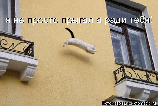 я не просто прыгал а ради тебя!... Котоматрица: я не просто прыгал а ради тебя!
