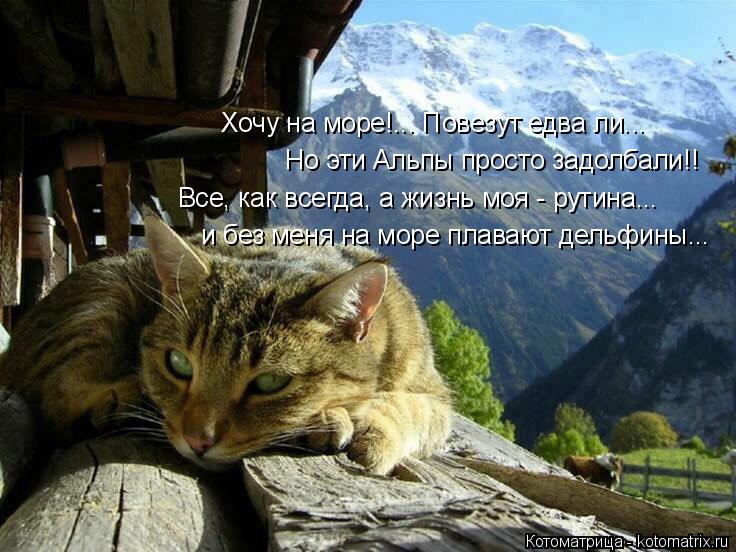 Хочу на море!... Повезут едва ли... Но эти Альпы просто задолбали!! Все, как всегда, а жизнь моя - ру... Котоматрица: Хочу на море!... Повезут едва ли... Но эти Альпы просто задолбали!! Все, как всегда, а жизнь моя - рутина... и без меня на море плавают дельфины...