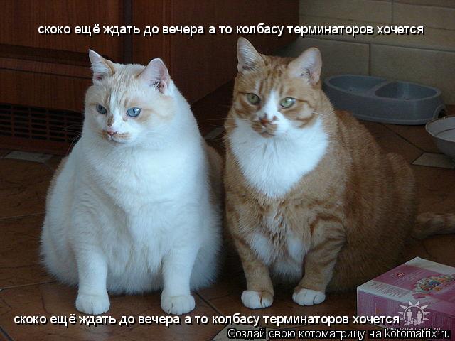 скоко ещё ждать до вечера а то колбасу терминаторов хочется скоко ещё ждать до вечера а то колбасу те... Котоматрица: скоко ещё ждать до вечера а то колбасу терминаторов хочется скоко ещё ждать до вечера а то колбасу терминаторов хочется