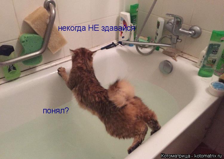 некогда НЕ здавайся понял?... Котоматрица: некогда НЕ здавайся понял?