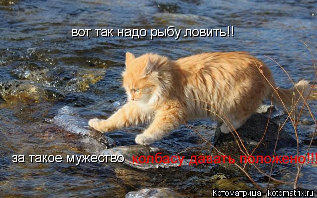 вот так надо рыбу ловить!! за такое мужество колбасу давать положено!!!!!!!... Котоматрица: вот так надо рыбу ловить!! за такое мужество колбасу давать положено!!!!!!!