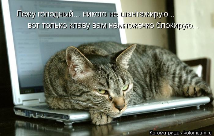 Лежу голодный... никого не шантажирую... вот только клаву вам немножечко блокирую...... Котоматрица: Лежу голодный... никого не шантажирую... вот только клаву вам немножечко блокирую...