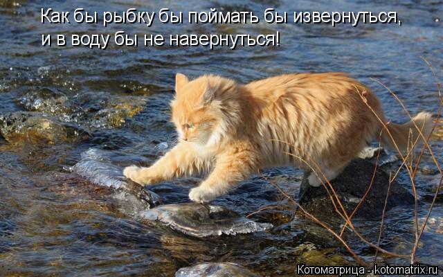 Как бы рыбку бы поймать бы извернуться, и в воду бы не навернуться!... Котоматрица: Как бы рыбку бы поймать бы извернуться, и в воду бы не навернуться!