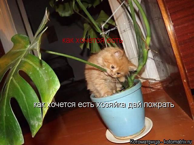 как хочется есть хозяйка дай пожрать как хочется есть... Котоматрица: как хочется есть хозяйка дай пожрать как хочется есть