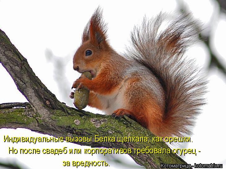 Индивидуальные вызовы Белка щелкала, как орешки. Но после свадеб или корпоративов требовала огурец - ... Котоматрица: Индивидуальные вызовы Белка щелкала, как орешки. Но после свадеб или корпоративов требовала огурец - за вредность.