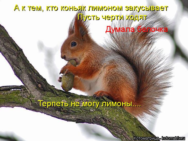 А к тем, кто коньяк лимоном закусывает Пусть черти ходят Думала белочка Терпеть не могу лимоны....... Котоматрица: А к тем, кто коньяк лимоном закусывает Пусть черти ходят Думала белочка Терпеть не могу лимоны....