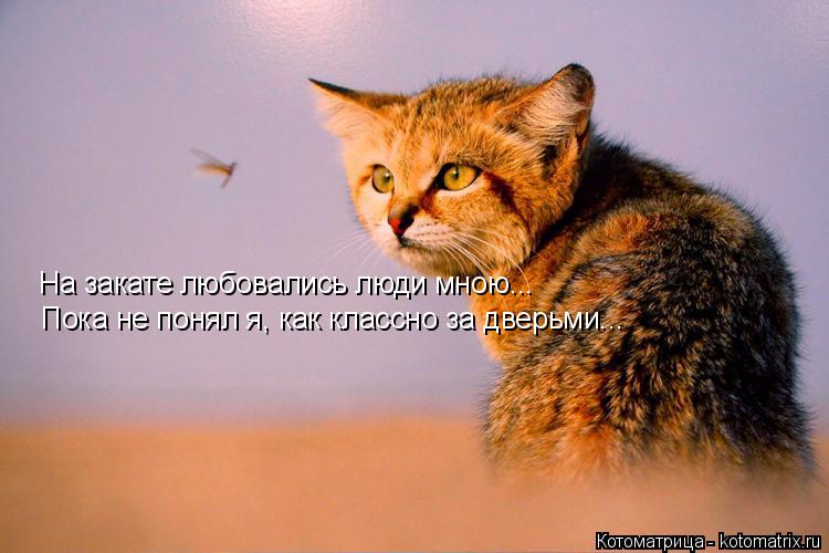 На закате любовались люди мною... Пока не понял я, как классно за дверьми...... Котоматрица: На закате любовались люди мною... Пока не понял я, как классно за дверьми...