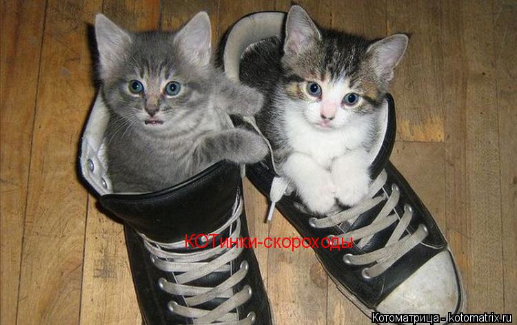 КОТинки-скороходы... Котоматрица: КОТинки-скороходы