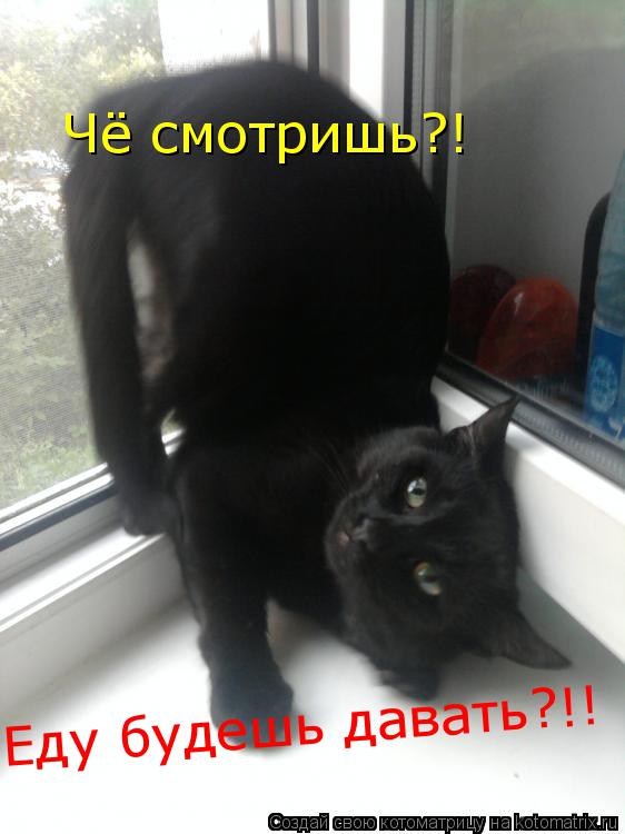 Чё смотришь?! Еду будешь давать?!!... Котоматрица: Чё смотришь?! Еду будешь давать?!!