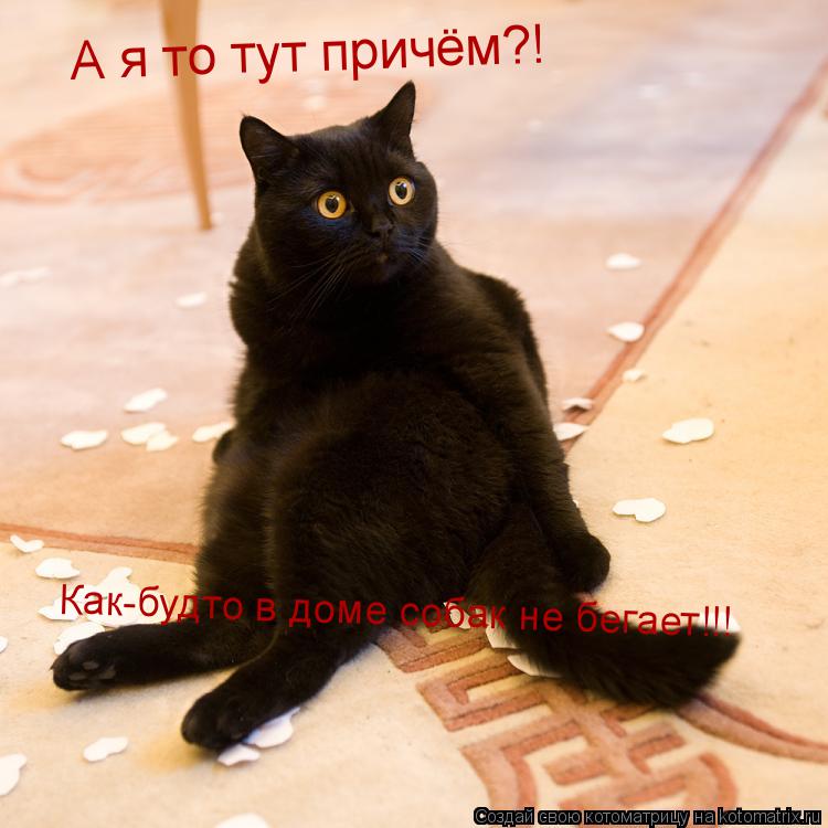 А я то тут причём?! Как-будто в доме собак не бегает!!!... Котоматрица: А я то тут причём?! Как-будто в доме собак не бегает!!!