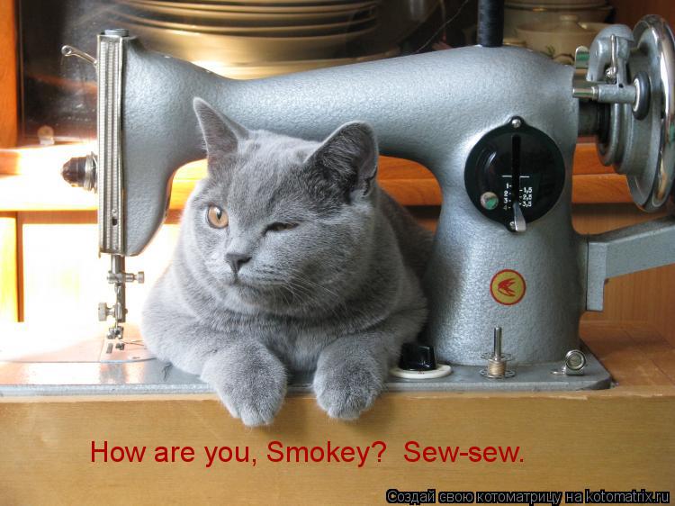 How are you, Smokey? Sew-sew.... Котоматрица: How are you, Smokey? Sew-sew.