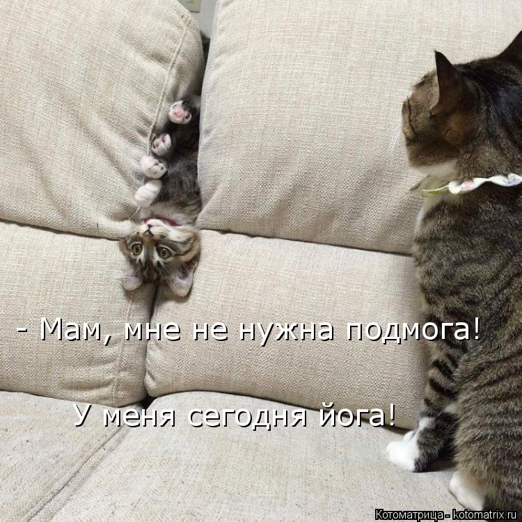 У меня сегодня йога! - Мам, мне не нужна подмога! У меня сегодня йога!... Котоматрица: У меня сегодня йога! - Мам, мне не нужна подмога! У меня сегодня йога!