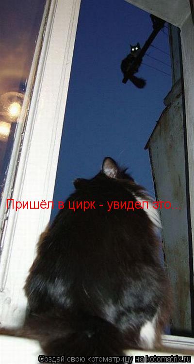 Пришёл в цирк - увидел это...... Котоматрица: Пришёл в цирк - увидел это...