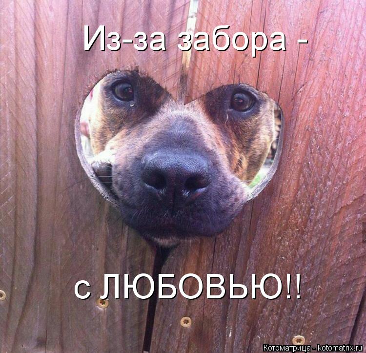 Из-за забора - с ЛЮБОВЬЮ!!... Котоматрица: Из-за забора - с ЛЮБОВЬЮ!!
