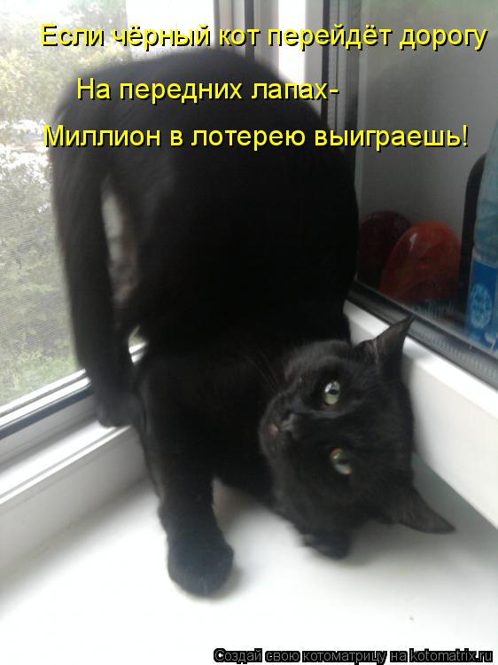 Если чёрный кот перейдёт дорогу На передних лапах- Миллион в лотерею выиграешь!... Котоматрица: Если чёрный кот перейдёт дорогу На передних лапах- Миллион в лотерею выиграешь!