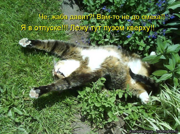 Че, жаба давит?! Вам-то не до смеха!! Я в отпуске!!! Лежу тут пузом кверху!!... Котоматрица: Че, жаба давит?! Вам-то не до смеха!! Я в отпуске!!! Лежу тут пузом кверху!!