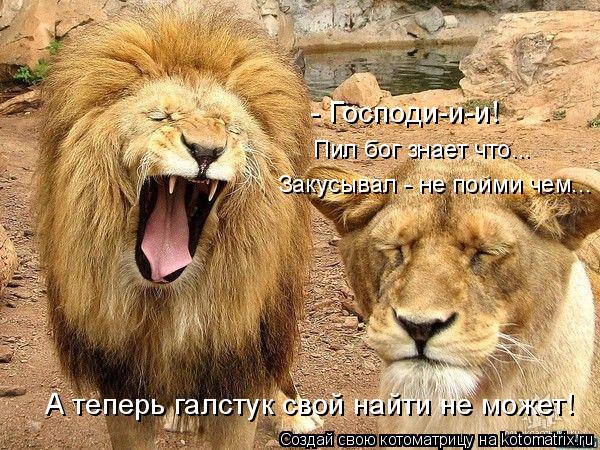 А теперь галстук свой найти не может! Пил бог знает что... Закусывал - не пойми чем... - Господи-и-и!... Котоматрица: А теперь галстук свой найти не может! Пил бог знает что... Закусывал - не пойми чем... - Господи-и-и!