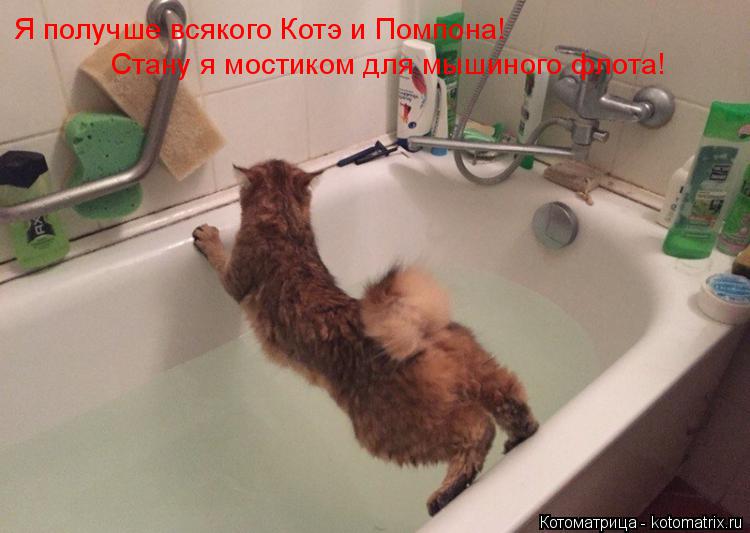 Я получше всякого Котэ и Помпона! Стану я мостиком для мышиного флота!... Котоматрица: Я получше всякого Котэ и Помпона! Стану я мостиком для мышиного флота!