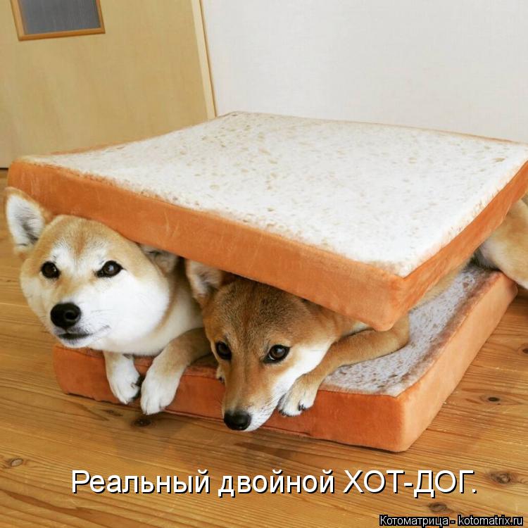 Реальный двойной ХОТ-ДОГ.... Котоматрица: Реальный двойной ХОТ-ДОГ.