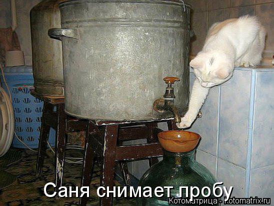 Саня снимает пробу... Котоматрица: Саня снимает пробу