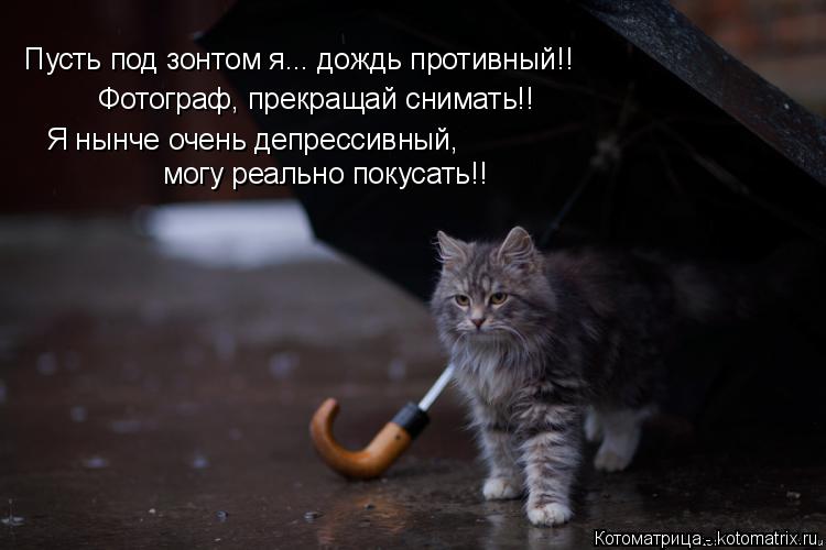 Пусть под зонтом я... дождь противный!! Фотограф, прекращай снимать!! Я нынче очень депрессивный, мо... Котоматрица: Пусть под зонтом я... дождь противный!! Фотограф, прекращай снимать!! Я нынче очень депрессивный, могу реально покусать!!