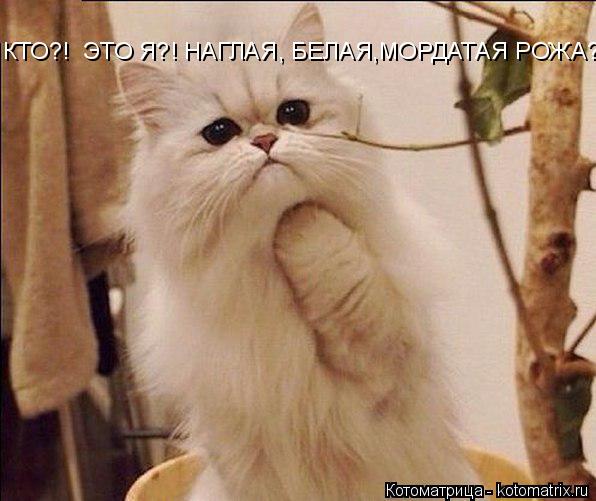КТО?! ЭТО Я?! НАГЛАЯ, БЕЛАЯ,МОРДАТАЯ РОЖА?!?... Котоматрица: КТО?! ЭТО Я?! НАГЛАЯ, БЕЛАЯ,МОРДАТАЯ РОЖА?!?
