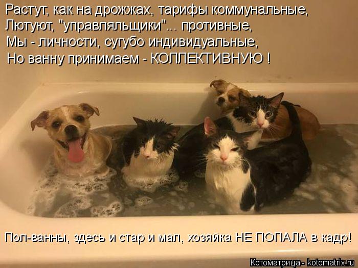 Растут, как на дрожжах, тарифы коммунальные, Лютуют, "управляльщики"... противные, Мы - личности, суг... Котоматрица: Растут, как на дрожжах, тарифы коммунальные, Лютуют, "управляльщики"... противные, Мы - личности, сугубо индивидуальные, Но ванну принимаем - К