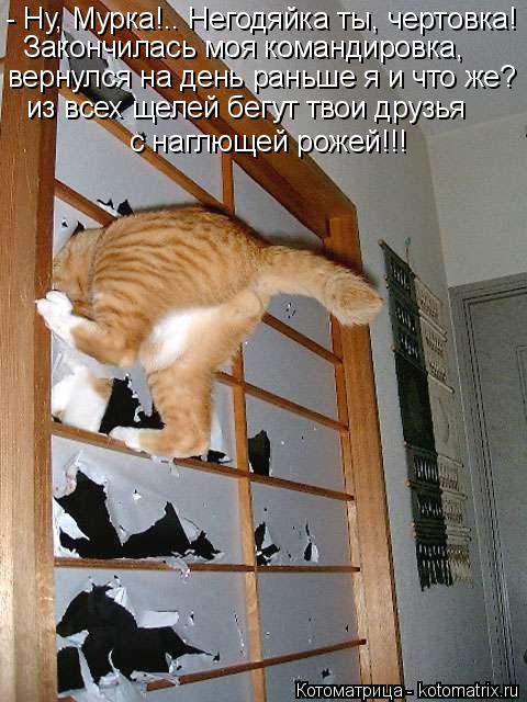 - Ну, Мурка!.. Негодяйка ты, чертовка! Закончилась моя командировка, вернулся на день раньше я и что... Котоматрица: - Ну, Мурка!.. Негодяйка ты, чертовка! Закончилась моя командировка, вернулся на день раньше я и что же? из всех щелей бегут твои друзья с нагл
