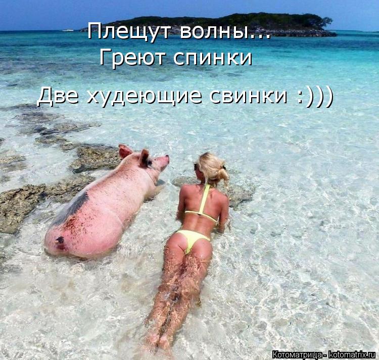 Плещут волны... Греют спинки Две худеющие свинки :)))... Котоматрица: Плещут волны... Греют спинки Две худеющие свинки :)))