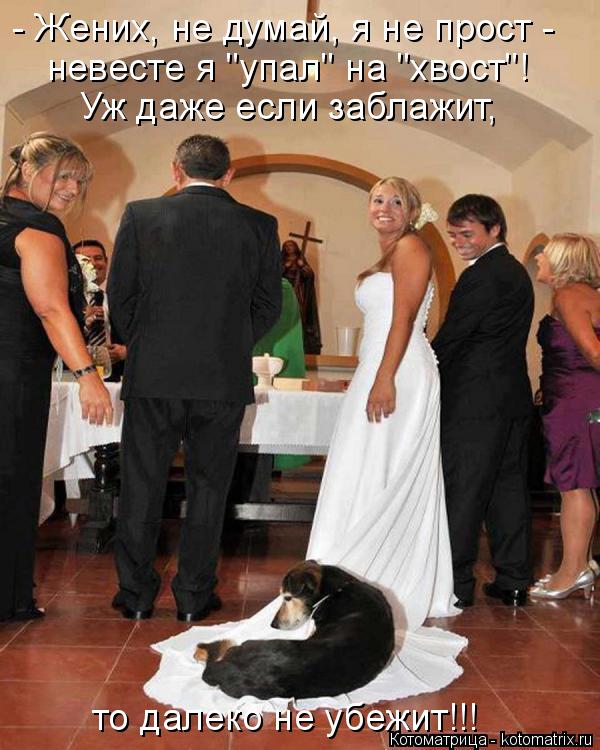 - Жених, не думай, я не прост - то далеко не убежит!!! Уж даже если заблажит, невесте я "упал" на "хв... Котоматрица: - Жених, не думай, я не прост - то далеко не убежит!!! Уж даже если заблажит, невесте я "упал" на "хвост"!