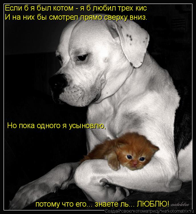 Если б я был котом - я б любил трех кис И на них бы смотрел прямо сверху вниз. Но пока одного я усыно... Котоматрица: Если б я был котом - я б любил трех кис И на них бы смотрел прямо сверху вниз. Но пока одного я усыновлю, потому что его... знаете ль... ЛЮБЛЮ!