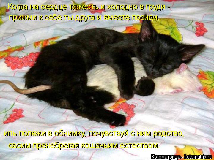Когда на сердце тяжесть и холодно в груди - прижми к себе ты друга и вместе посиди, своим пренебрег... Котоматрица: Когда на сердце тяжесть и холодно в груди - прижми к себе ты друга и вместе посиди, своим пренебрегая кошачьим естеством. иль полежи в обним