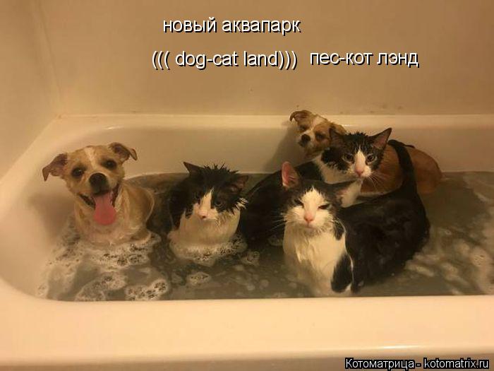 новый аквапарк ((( dog-cat land))) пес-кот лэнд... Котоматрица: новый аквапарк ((( dog-cat land))) пес-кот лэнд