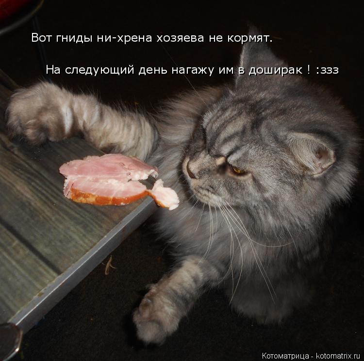 Вот гниды ни-хрена хозяева не кормят. На следующий день нагажу им в доширак ! :ззз... Котоматрица: Вот гниды ни-хрена хозяева не кормят. На следующий день нагажу им в доширак ! :ззз