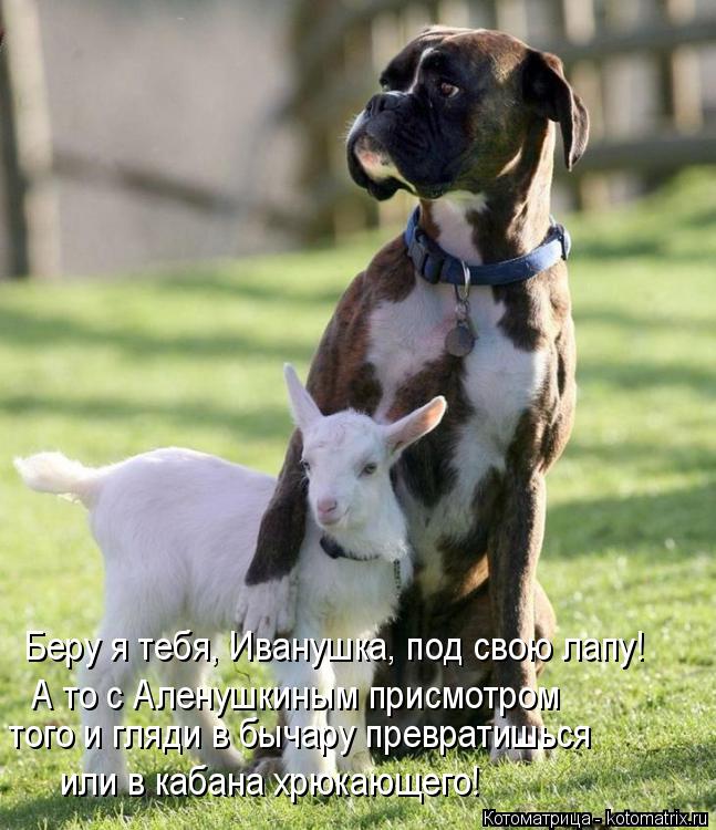 Беру я тебя, Иванушка, под свою лапу! А то с Аленушкиным присмотром того и гляди в бычару превратишь... Котоматрица: Беру я тебя, Иванушка, под свою лапу! А то с Аленушкиным присмотром того и гляди в бычару превратишься или в кабана хрюкающего!