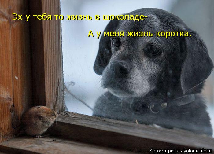 Эх у тебя то жизнь в шоколаде- А у меня жизнь коротка.... Котоматрица: Эх у тебя то жизнь в шоколаде- А у меня жизнь коротка.