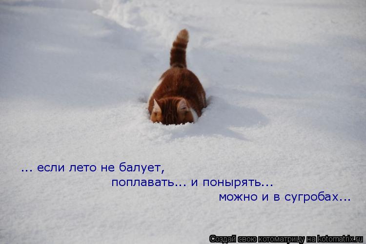 ... если лето не балует, поплавать... и понырять... можно и в сугробах...... Котоматрица: ... если лето не балует, поплавать... и понырять... можно и в сугробах...